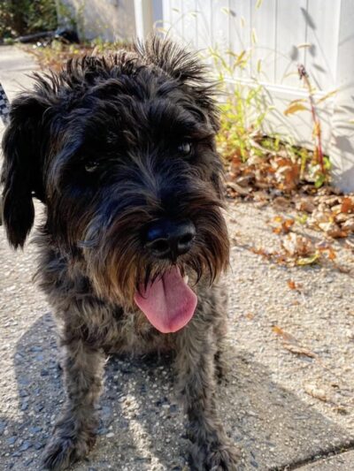 Everyday Doggies - ,