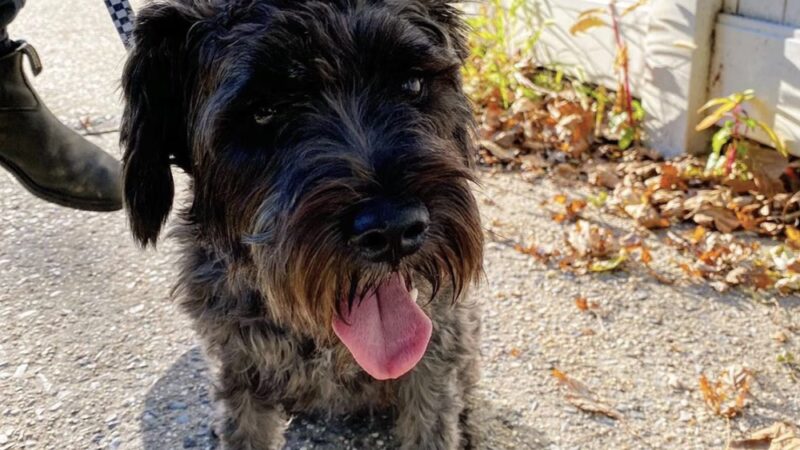 Everyday Doggies - ,