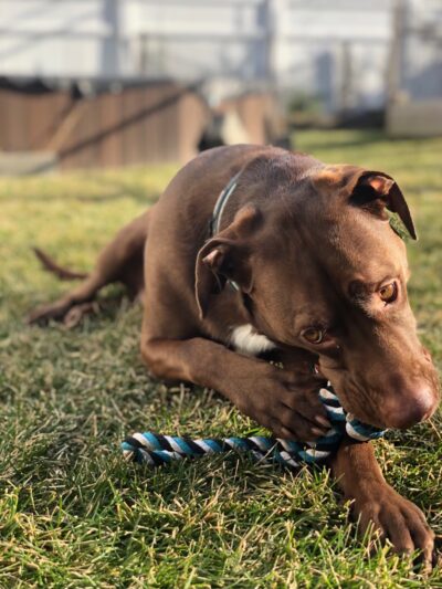 Everyday Doggies - ,