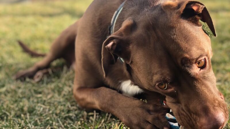 Everyday Doggies - ,