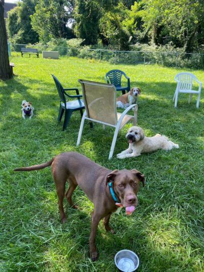 Everyday Doggies - ,