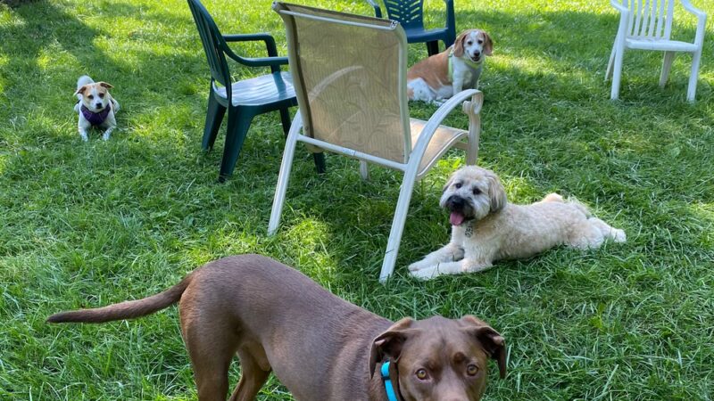 Everyday Doggies - ,