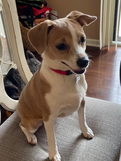 Everyday Doggies - ,