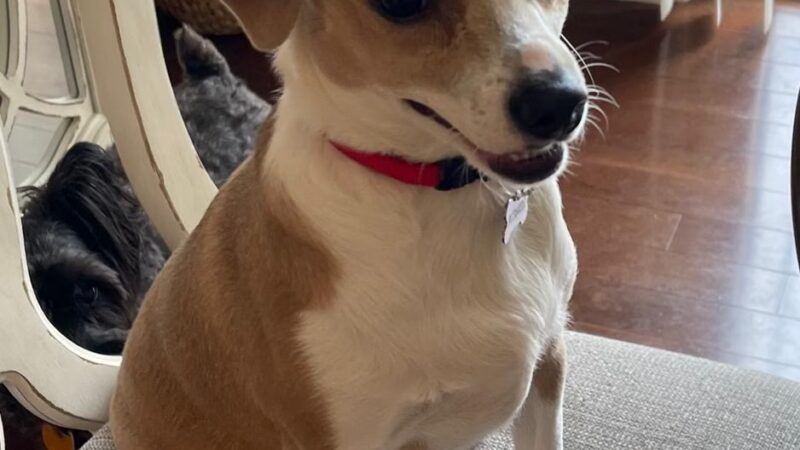 Everyday Doggies - ,