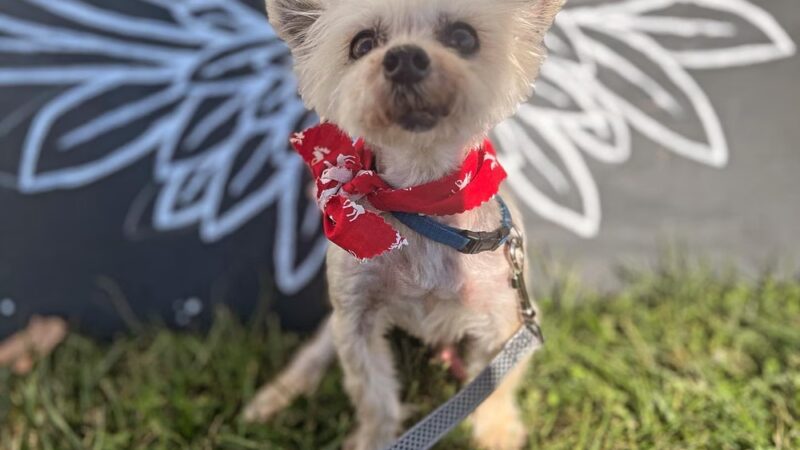 Muddy Puppy Farm - Ewing, KY