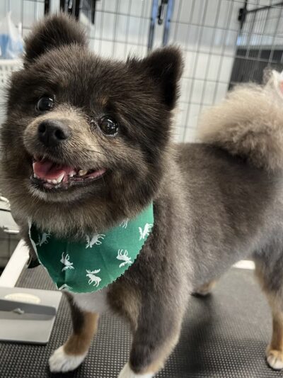 Muddy Puppy Farm - Ewing, KY