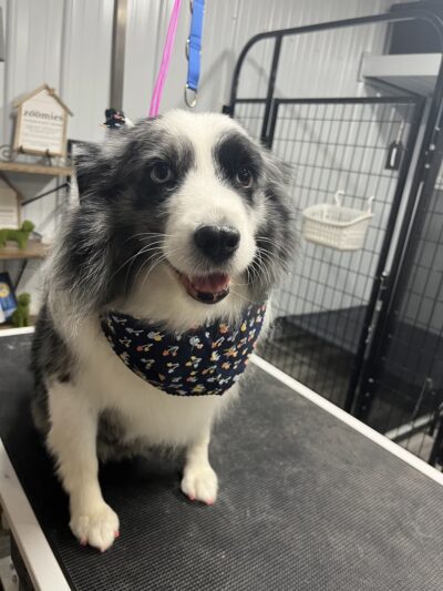 Muddy Puppy Farm - Ewing, KY