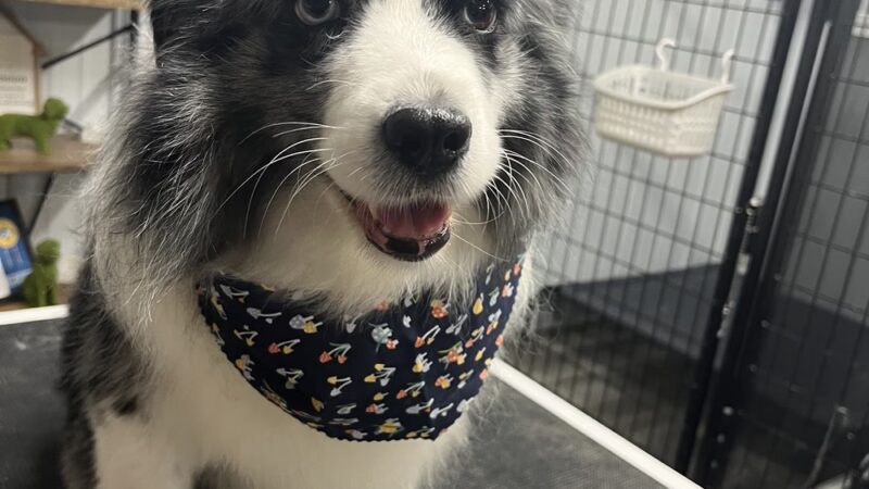 Muddy Puppy Farm - Ewing, KY