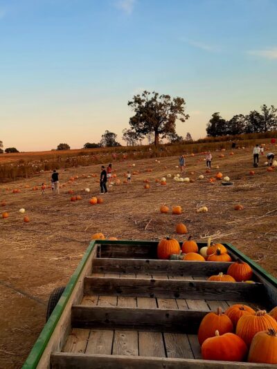 Exeter Corn Maze - Exeter, MO