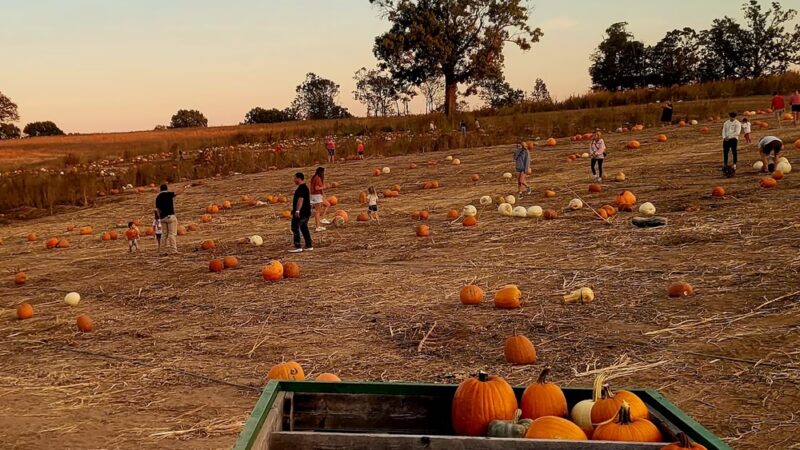 Exeter Corn Maze - Exeter, MO