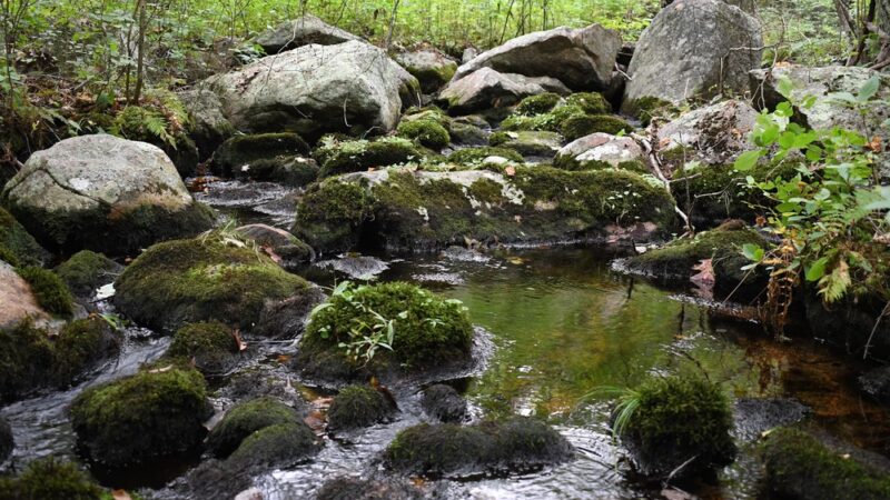 Cuttyhunk Brook Preserve - Exeter, RI