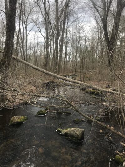Cuttyhunk Brook Preserve - Exeter, RI