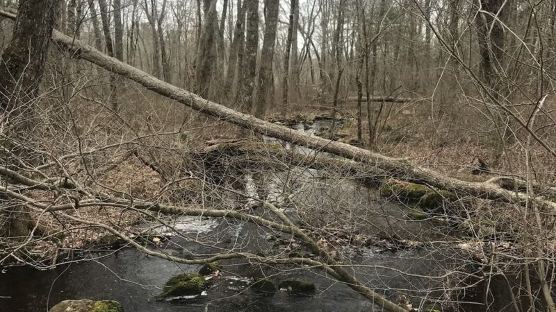 Cuttyhunk Brook Preserve - Exeter, RI