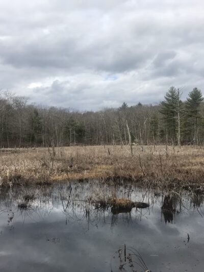 Cuttyhunk Brook Preserve - Exeter, RI