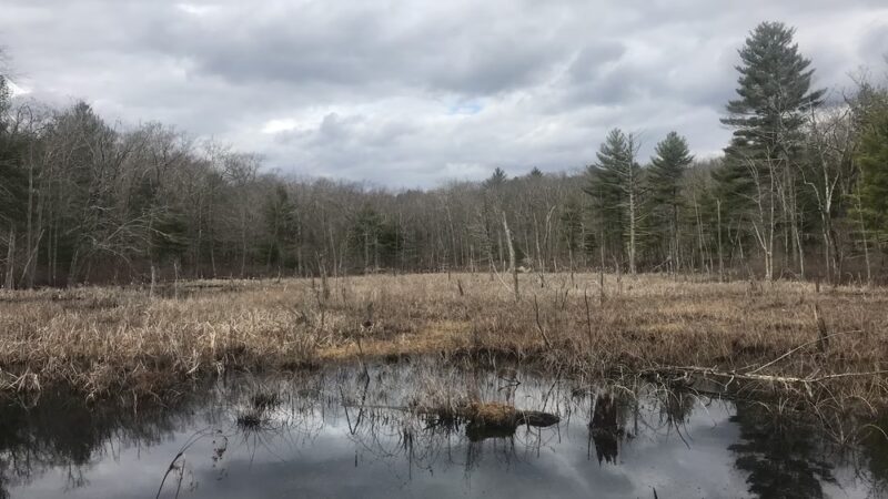 Cuttyhunk Brook Preserve - Exeter, RI