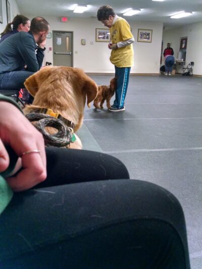 Delmyra Kennels - Exeter, RI