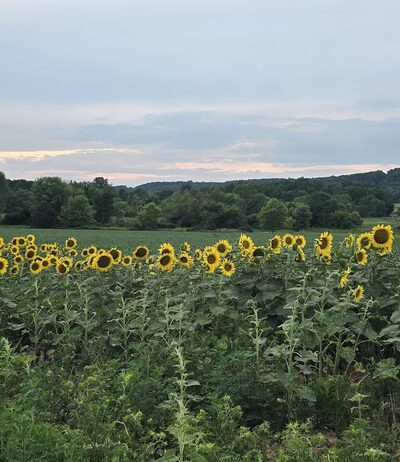 Exton Park Playing Fields - Exton, PA