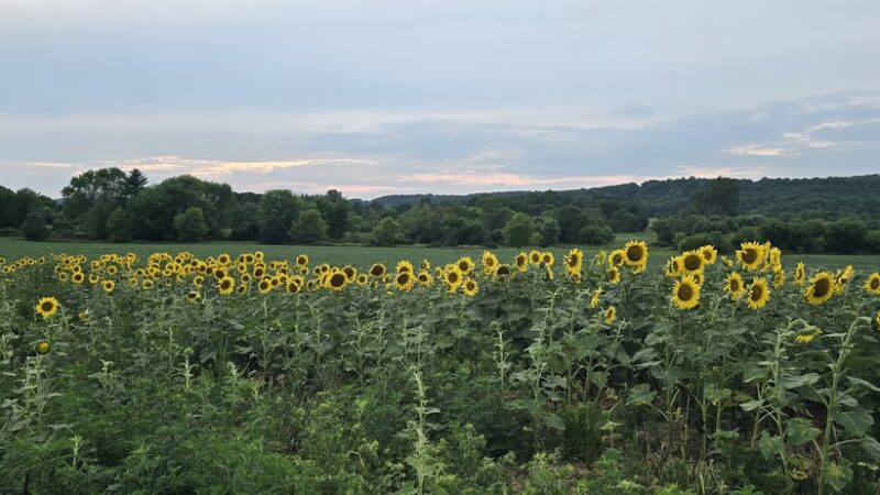 Exton Park Playing Fields - Exton, PA