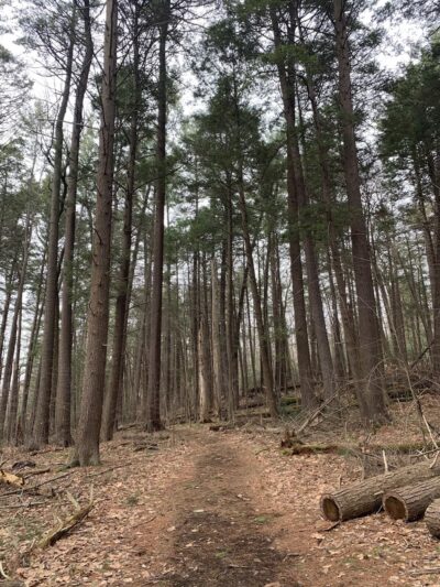 Peck Natural Area - Factoryville, PA