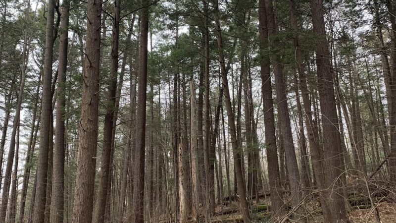 Peck Natural Area - Factoryville, PA