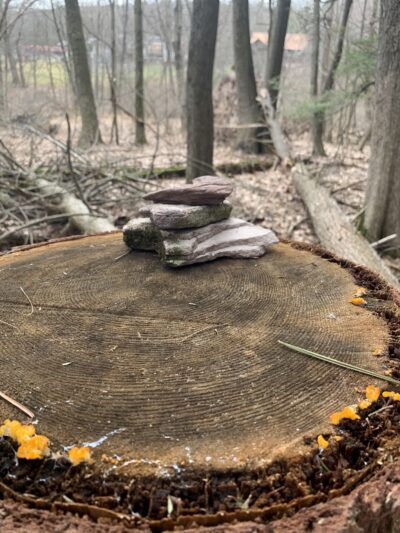 Peck Natural Area - Factoryville, PA