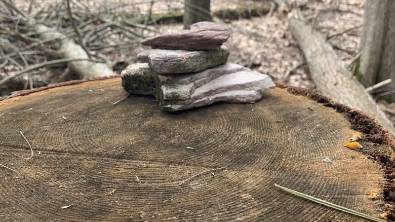 Peck Natural Area - Factoryville, PA