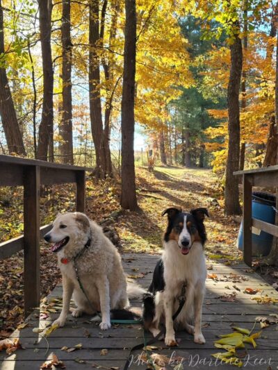 Peck Natural Area - Factoryville, PA
