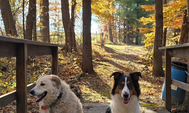 Peck Natural Area - Factoryville, PA