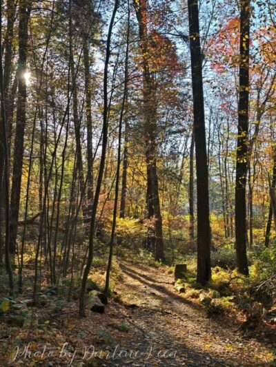 Peck Natural Area - Factoryville, PA