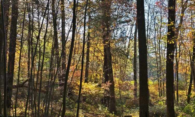 Peck Natural Area - Factoryville, PA