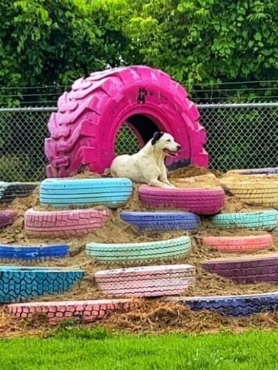 Canine Country Club - Fair Haven, VT