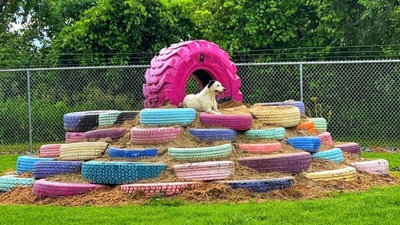 Canine Country Club - Fair Haven, VT