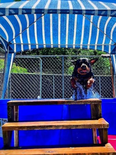 Canine Country Club - Fair Haven, VT