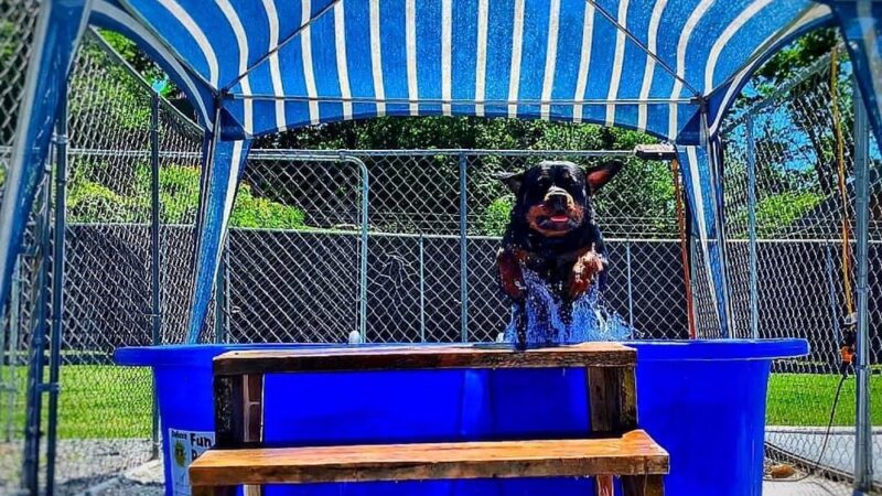 Canine Country Club - Fair Haven, VT