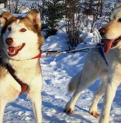 Fairbanks Dogsled rides with Two Rivers Trailblazers LLC - Fairbanks, AK