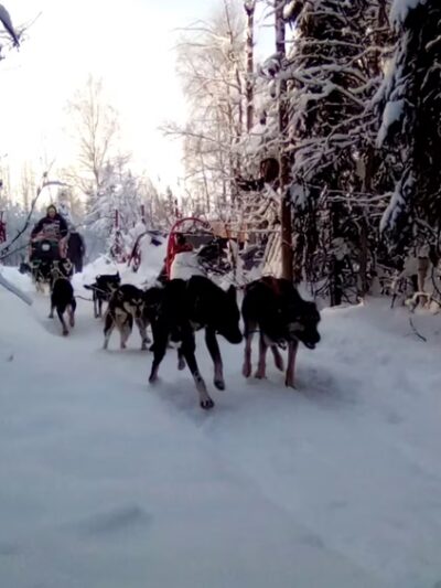 Fairbanks Dogsled rides with Two Rivers Trailblazers LLC - Fairbanks, AK