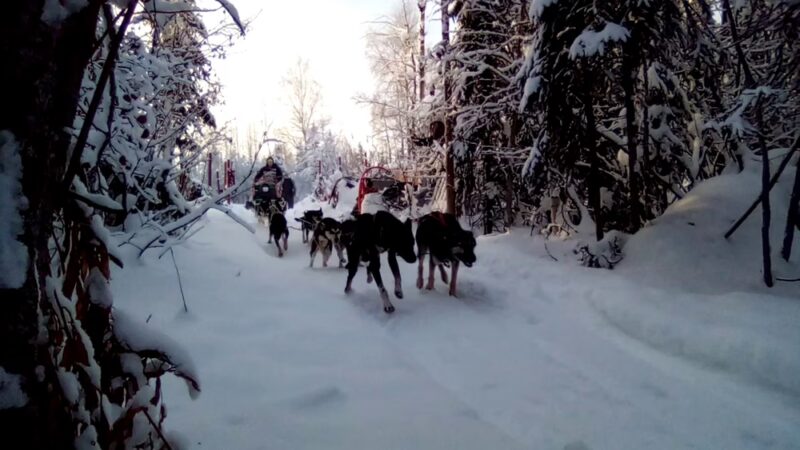 Fairbanks Dogsled rides with Two Rivers Trailblazers LLC - Fairbanks, AK