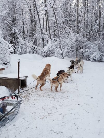 Fairbanks Dogsled rides with Two Rivers Trailblazers LLC - Fairbanks, AK