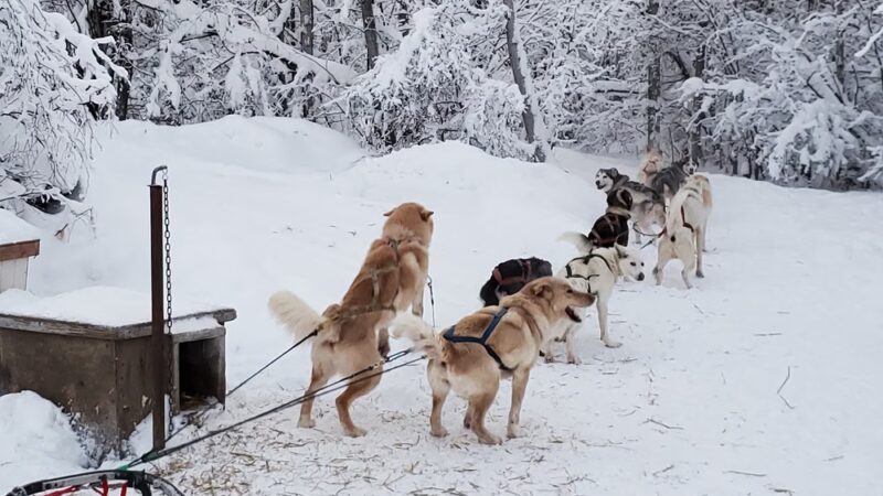 Fairbanks Dogsled rides with Two Rivers Trailblazers LLC - Fairbanks, AK