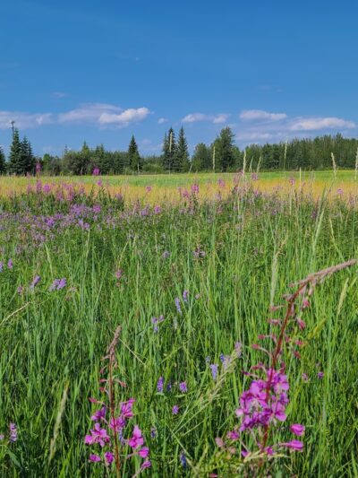 Friends of Creamers Field at Creamer's Field Migratory Waterfowl Refuge - Fairbanks, AK