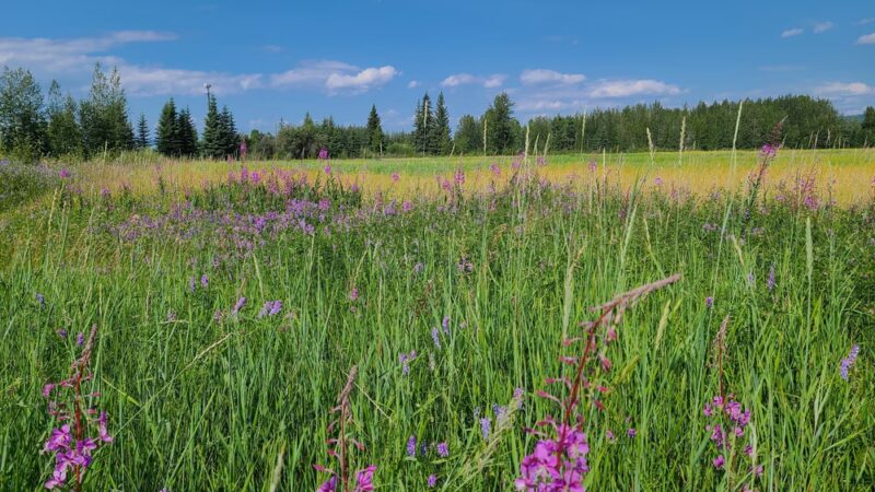 Friends of Creamers Field at Creamer's Field Migratory Waterfowl Refuge - Fairbanks, AK