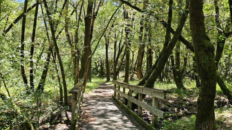 Cascade Canyon Preserve - Fairfax, CA