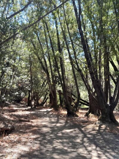 Glen Fire Road Trailhead - Fairfax, CA