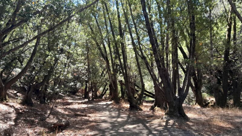 Glen Fire Road Trailhead - Fairfax, CA