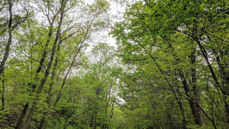 Chautauqua Park - Fairfield, IA