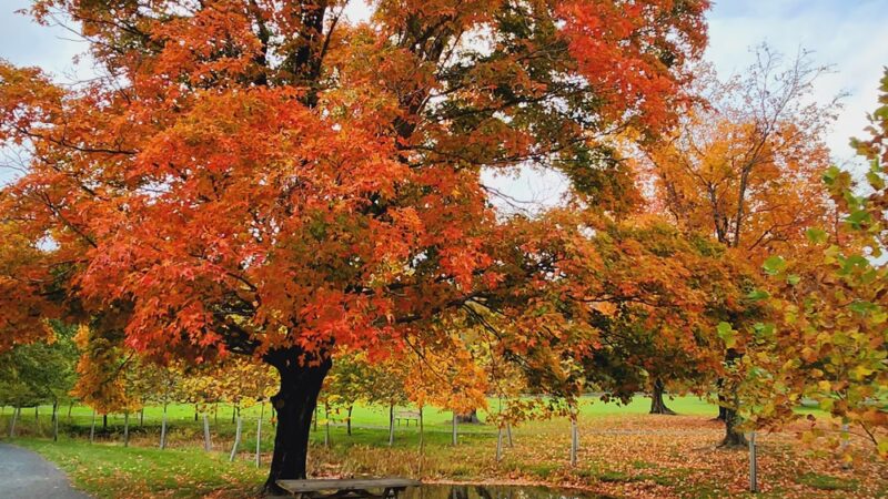Carroll Commons - Fairfield, PA