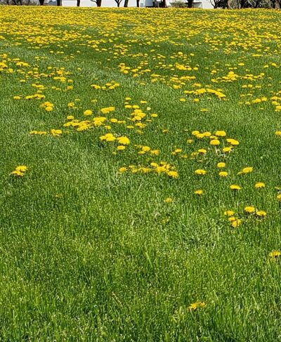 Center Park - Fairport, NY
