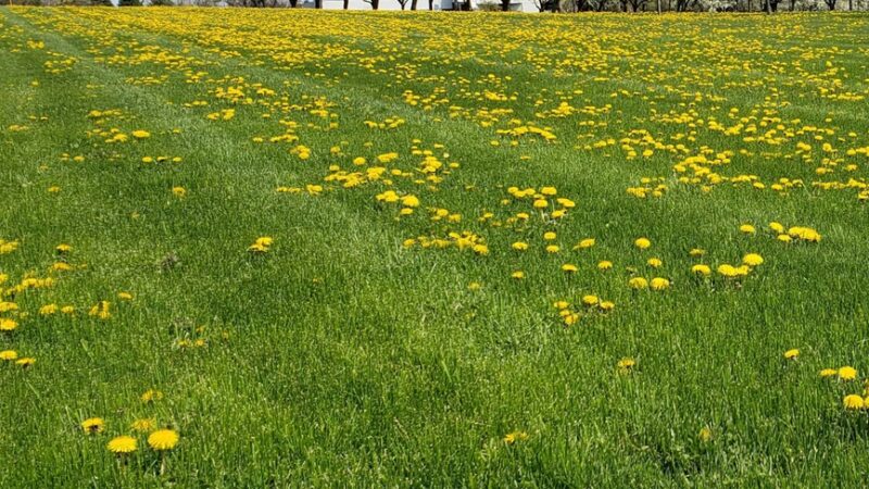 Center Park - Fairport, NY