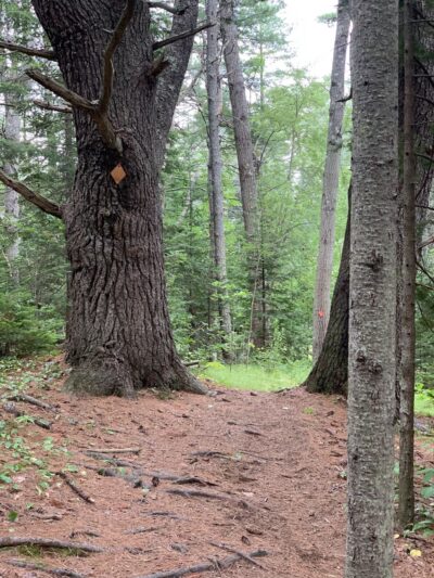 Falmouth Nature Preserve Parking - Falmouth, ME