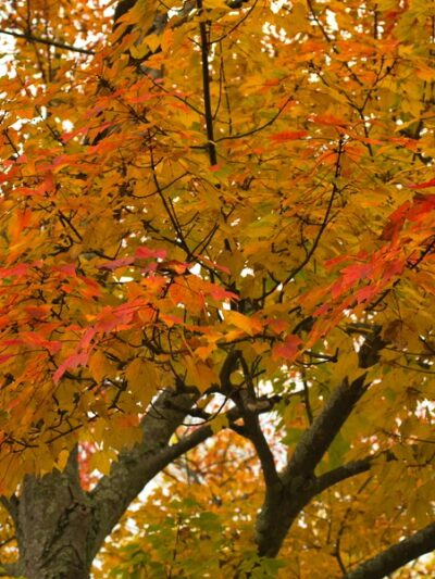 Carriage House Park - Fanwood, NJ